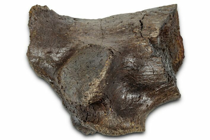 Fossil Hadrosaur Vertebra Process Section - Montana #355129